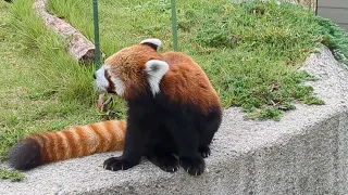 立って食べるレッサーパンダ