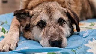 Весной мы забрали с улицы собаку инвалида и спасли | А осенью пёс Боби тяжело заболел | Dog Rescue