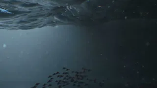 Deep Sea Fish 🌊- Thalassophobia Animation 🌊