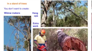 Preparing to fall a tree with a chainsaw - inspections and preparations