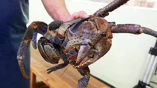 Japanese Street Food - GIANT COCONUT CRAB Seafood Okinawa Japan