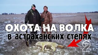 Волк загнал фермера на столб! Охотник успел вовремя.Охота на волка в астраханских степях в 2018 году