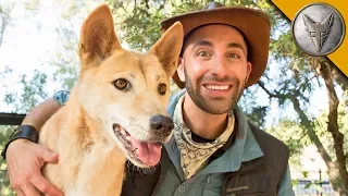 Dingo Meets a Coyote!