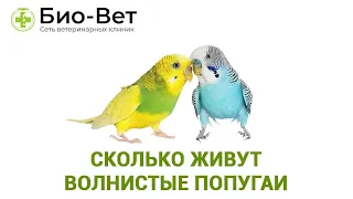 Сколько живут волнистые попугаи 🐦// Сеть Ветклиник Био-Вет