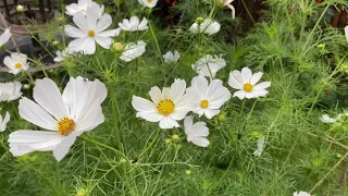 Cosmos Purity Grow From Seed!