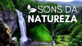 🍂 Sounds of Nature Music to Cleanse Your Thoughts and Calm the Mind💧 Inner Peace