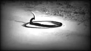 Weird Snake Goes Crazy and Kills itself DUBSTEP