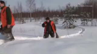 lynx hunting in Latvia / lūša medības Latvijā