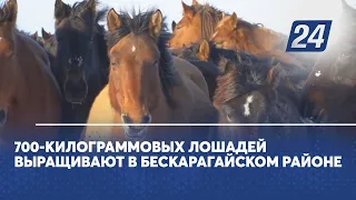 700-килограммовых лошадей выращивают в Бескарагайском районе