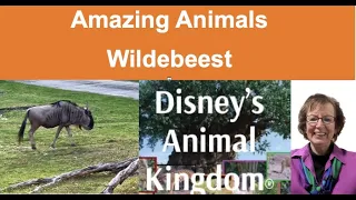 Amazing  Animals of Disney's Animal Kingdom - Wildebeest