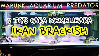 7 Tips Cara Memelihara Ikan Brackish - Warunk Aquarium