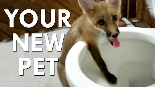 Russian Experiments Make Pet Foxes