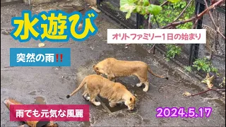 2024.5.17オリトファミリー1日の始まり‼️開園直後