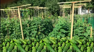 OGÓRKI ROSNĄ JAK SZALONE / CUCUMBERS GROW LIKE CRAZY