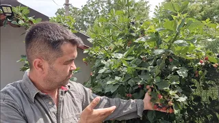 Ce trebuie făcut vara la murul fără spini. Tăieri în verde.