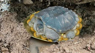 We Found Treasure Under The Big Tree With Giant Tortoises Protecting Them