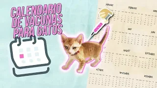 Calendario de VACUNAS para GATOS  💉😾 | ¿Se te ha pasado alguna?