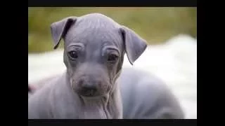 Все породы собак.Американский голый терьер (American Hairless Terrier)