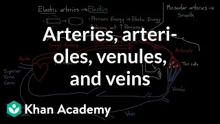 Arteries, arterioles, venules, and veins | Health & Medicine | Khan Academy