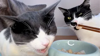 Cats Eating Crunchy Dry Food and Shrimp | Cat ASMR