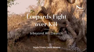 Leopards Fight over Kill | Ngala Private Game Reserve | WILDwatch