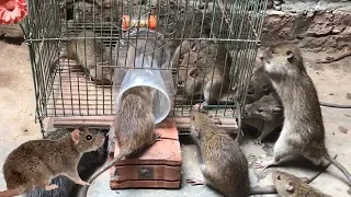 Best Rat Trap 2019 🐀 15 Mice in trapped 1 Hour 🐭 Mouse/ Rat trap 👍 How to Make Rat Trap