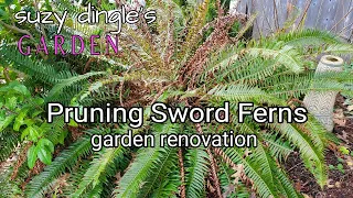 How to Prune SWORD FERN Polystichum munitum