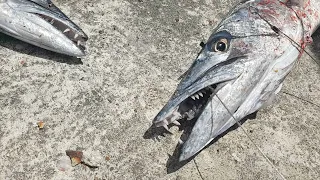 Catching Barracuda Fish - Handline Fishing In Jamaica