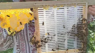 Изоляция маток!!! ЭФФЕКТИВНАЯ ПРАКТИЧЕСКАЯ ТЕХНОЛОГИЯ!!!  для начинающих пчеловодов!!!