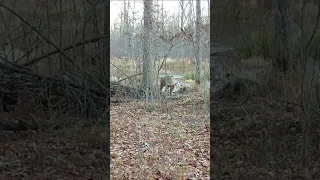 Big Buck Approaching the Stand!  Will he stop for the shot...?