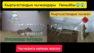 Чычканга капкан жасоо | Кыргызстандык чычкан капканды тоготпой койду