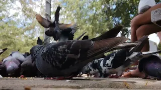 Feeding pigeons in Valencia