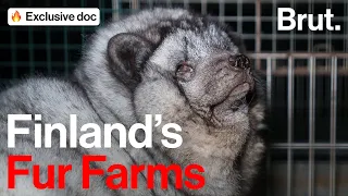 Inside Finland's Fur Farms