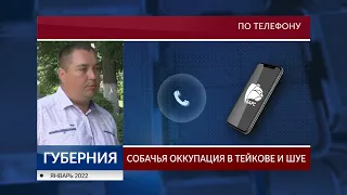 Собачья оккупация в Тейкове и Шуе