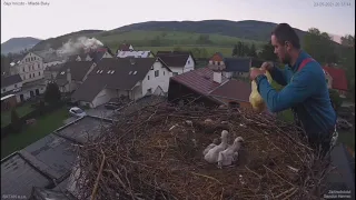 Drugie karmienie bocianich sierotek w gnieździe Mladé Buky