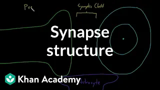Synapse structure | Nervous system physiology | NCLEX-RN | Khan Academy