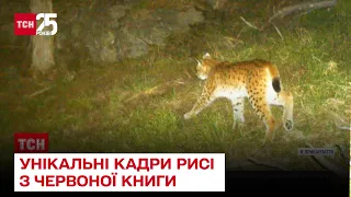 🐱😱 У Карпатах зафільмували рись, яка занесена до Червоної книги