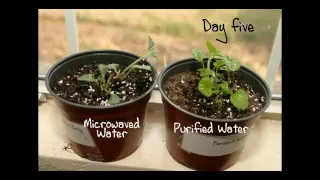 Die Wirkung von mit Mikrowellen bestrahltem Wasser auf Pflanzen