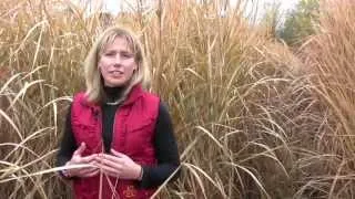 Growing Miscanthus, A Crop With Potential: Part 1