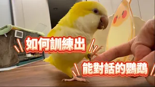 能對話的和尚鸚鵡~~太可愛啦!!  #和尚鸚鵡 #monkparakeet   #parrottalking