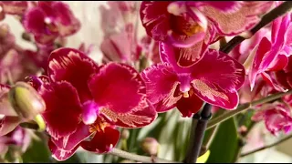 Эти невероятные орхидеи. Дикий Персик, Интрига, Бамбула, Рауль, Зорро, Биондоро ...
