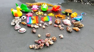 MANY! Looking for colorful hermit crab and conch, clam, snail, turtle, crab, duck, shark