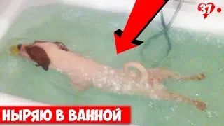 DOGVLOG. The dog almost drowned in the tub. Jack Russell Terrier LUCKY BOBO. 037 series.