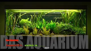Eheim 240l - Das Aquarium - Neon, Salmler, Barben, Smaragdprachtbarsch, Amanogarnele
