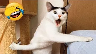 New Funny Animals 😂 Funniest Cats and Dogs Videos 😺🐶 PART 51