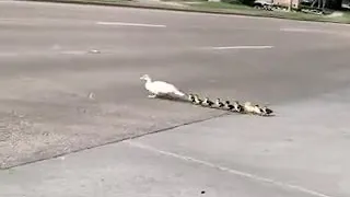 duckling and duck accident