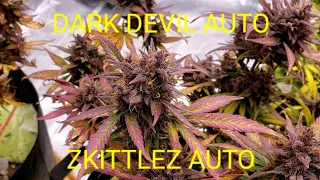 Dark Devil Auto and Zkittlez auto harvest time!!!!!