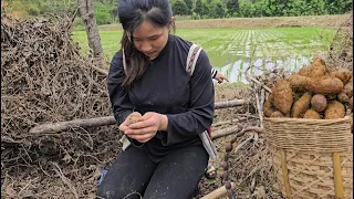 17 year old single mother: harvest - yams - bring to market to sell | peaceful life