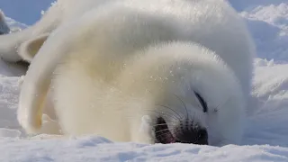 A baby harp seal sleeping phase.