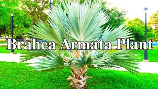 Brahea | Brahea Armata | Mexican Blue Palm | Blue Hesper Palm | Brahea Armata Plant | Brahea Plants